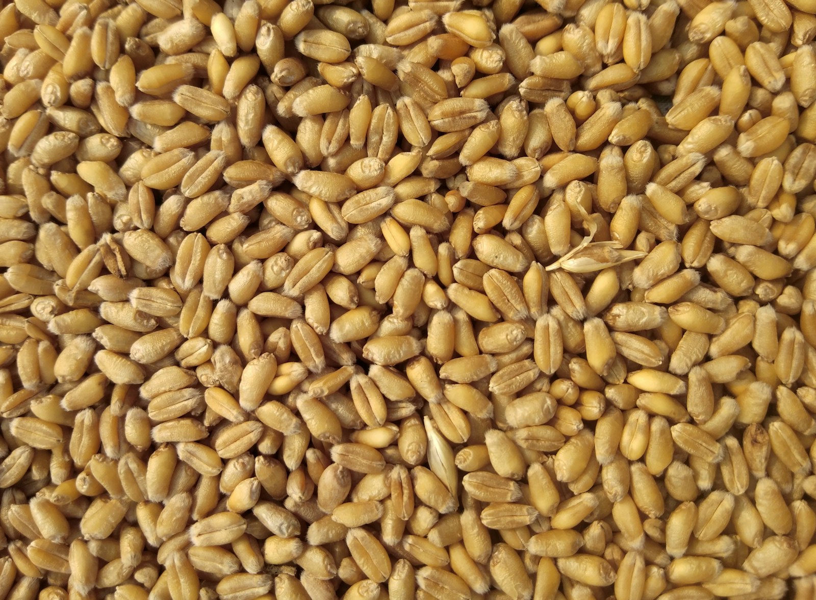 Agriculture and feed formulation — grain and raw materials